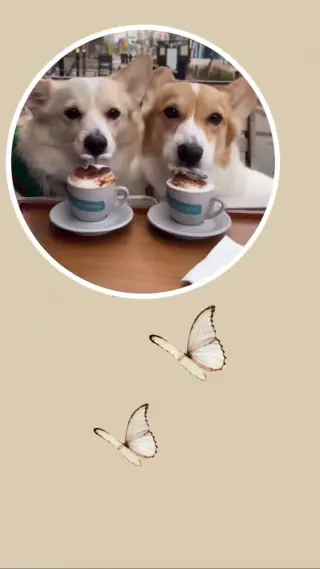 Pets template preview